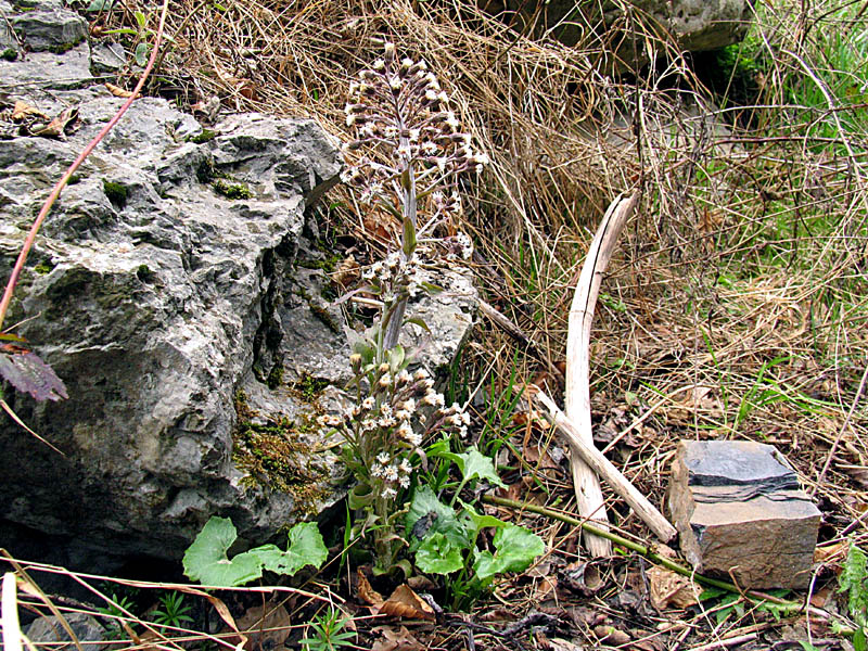 Petasites paradxus / Farfaraccio niveo